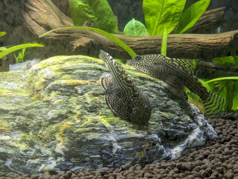 Live Freshwater Bottom feeder Reticulated Hillstream Loach (Sewellia lineolata)