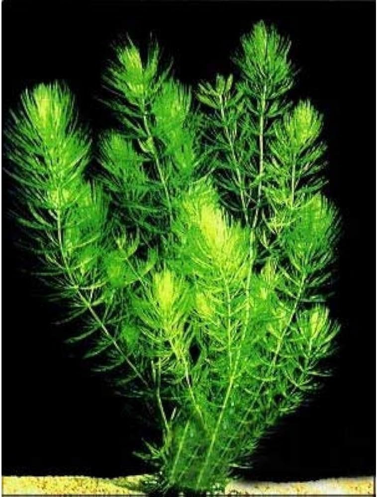 CERATOPHYLLUM DEMERSUM (HORNWORT)
