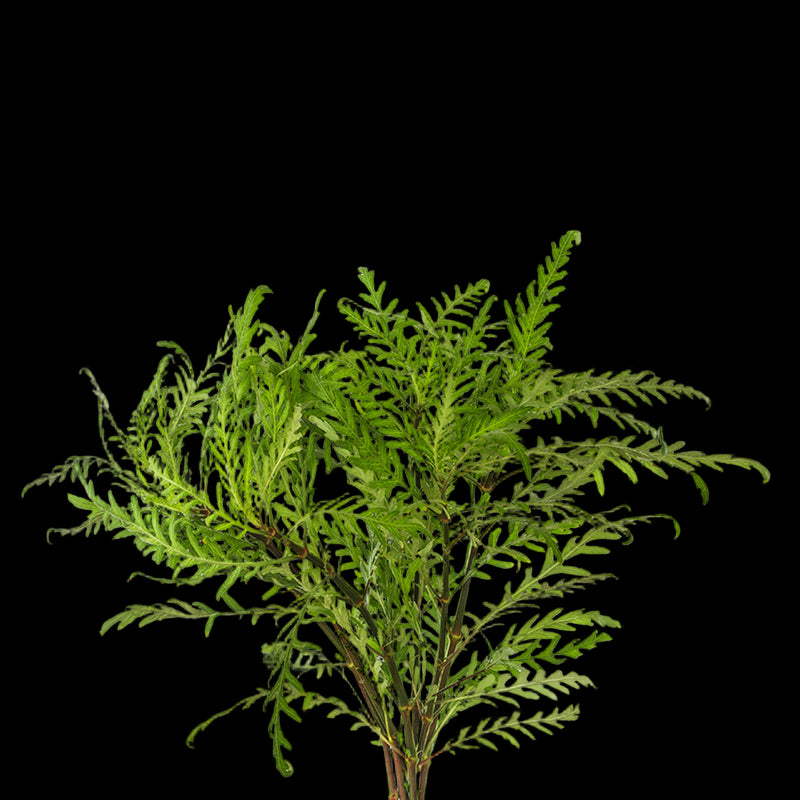 HYGROPHILA PINNATIFIDA (HYGROPHILA PINNATIFIDA)