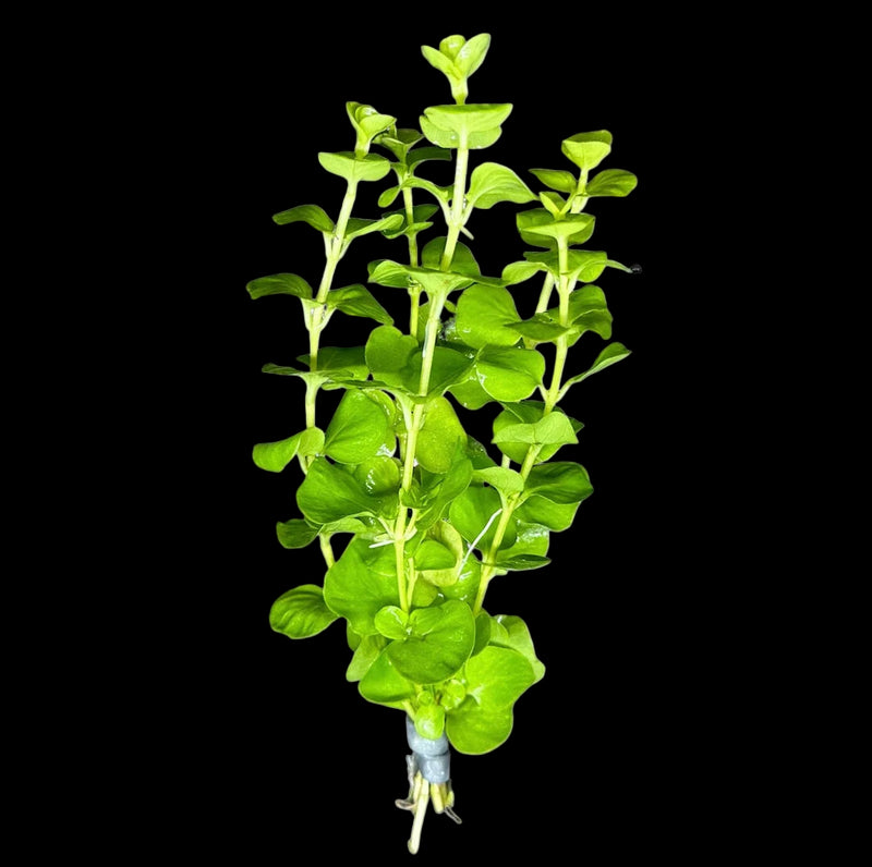 LYSIMACHIA NUMMULARIA ( LLOYDIELLA)