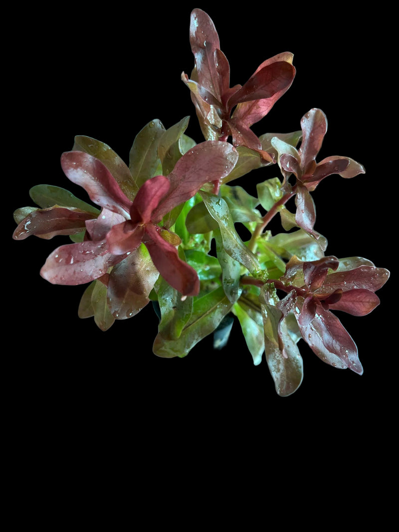 AMMANIA SENEGALENSIS LEAD BUNCH