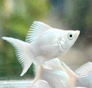 High Grade Platinum Balloon Molly (Poecilia sphenops)