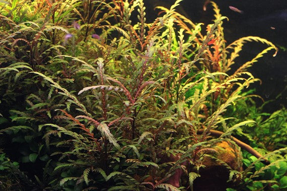 HYGROPHILA PINNATIFIDA (HYGROPHILA PINNATIFIDA)