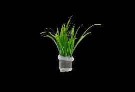 SAGITTARIA PUSILLA (DWARF SAGITTARIA)