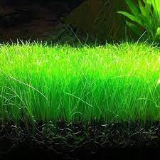 ELEOCHARIS PARVULUS  (DWARF HAIRGRASS)