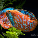 Live Freshwater Tropical Fish Red Flame Dwarf Gourami