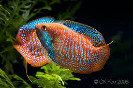 Live Freshwater Tropical Fish Red Flame Dwarf Gourami