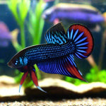 Blue Imbellis Red Tail Male Wild Betta Our Choice (CBM-1060)