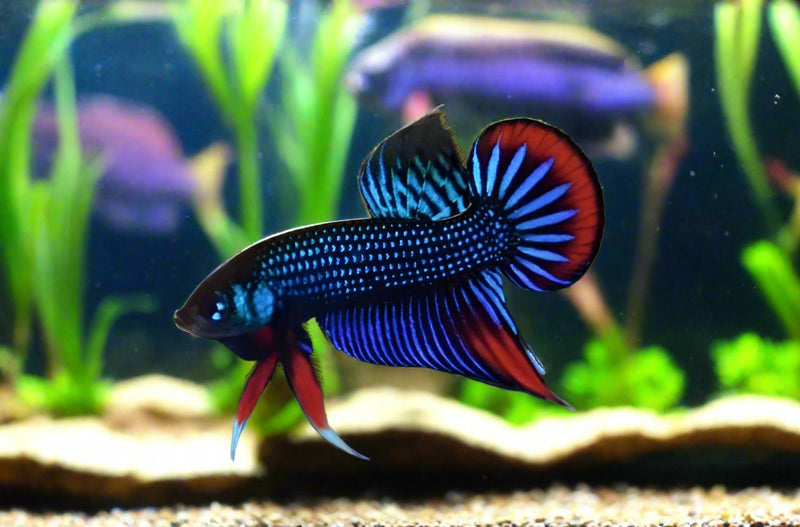 Blue Imbellis Red Tail Male Wild Betta (CBM-1060) BUY 4 GET 1 FREE MIX & MATCH