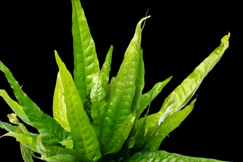 MICROSIUM PTEROPUS (JAVA FERN)
