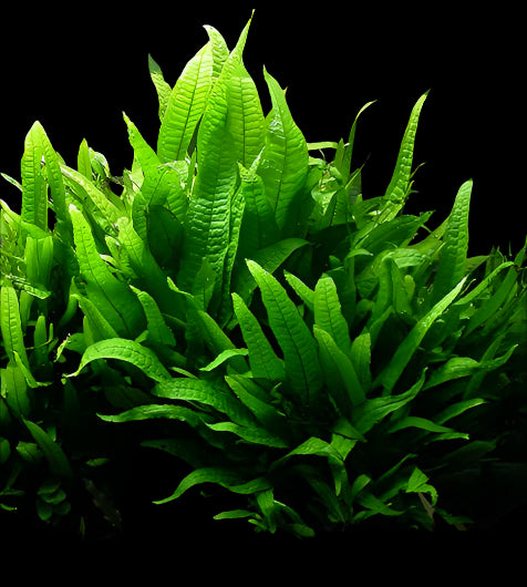 MICROSIUM PTEROPUS (JAVA FERN)
