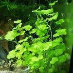 CARDAMINE LYRATA (JAPANESE CRESS)