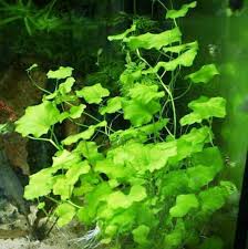 CARDAMINE LYRATA (JAPANESE CRESS)