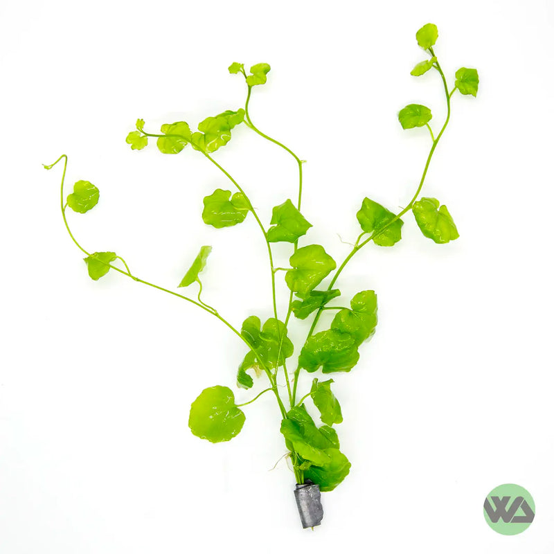 CARDAMINE LYRATA (JAPANESE CRESS)