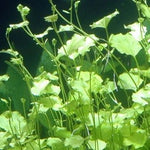 CARDAMINE LYRATA (JAPANESE CRESS)