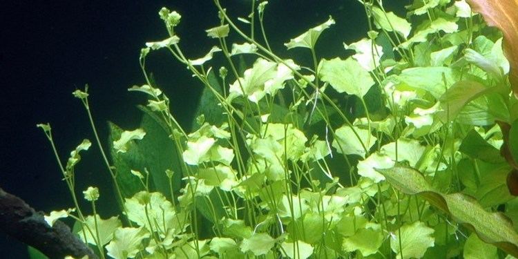 CARDAMINE LYRATA (JAPANESE CRESS)