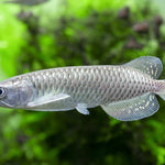 Tropical Freshwater Monster Fish Jardini Arowana (Scleropages jardinii) 6" - Coast Gem USA