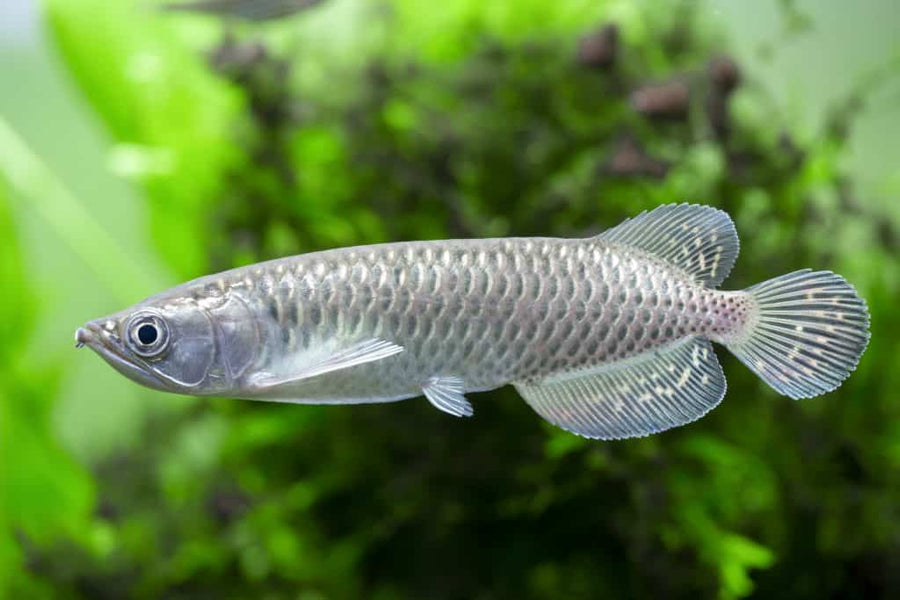 Tropical Freshwater Monster Fish Jardini Arowana (Scleropages