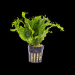 MICROSORUM WINDELOV (JAVA FERN WINDELOV LACY)