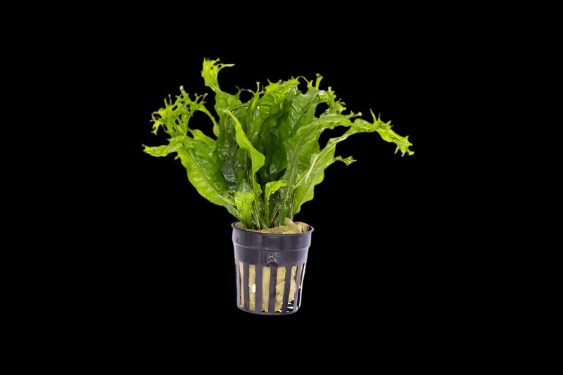 MICROSORUM WINDELOV (JAVA FERN WINDELOV LACY)