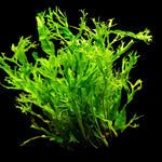 MICROSORUM WINDELOV (JAVA FERN WINDELOV LACY)