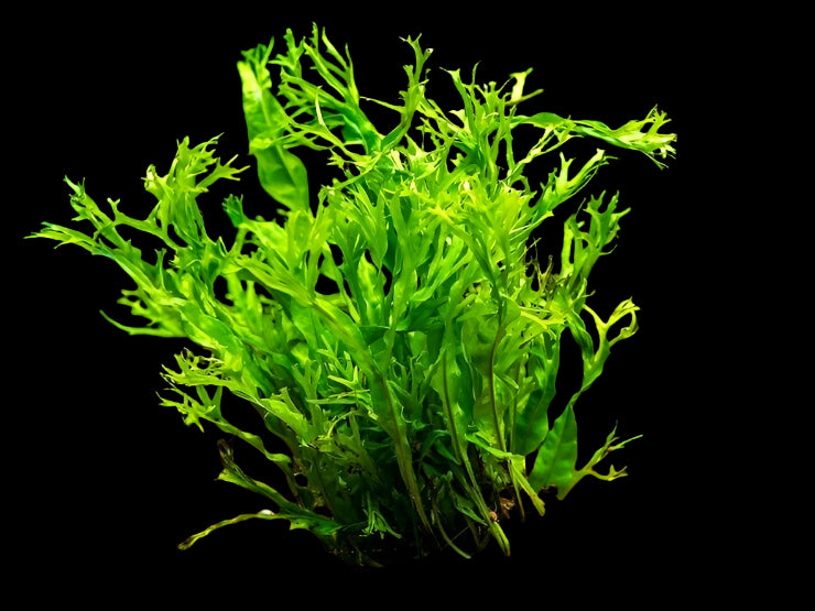 MICROSORUM WINDELOV (JAVA FERN WINDELOV LACY)