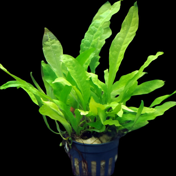 MICROSIUM PTEROPUS (JAVA FERN)