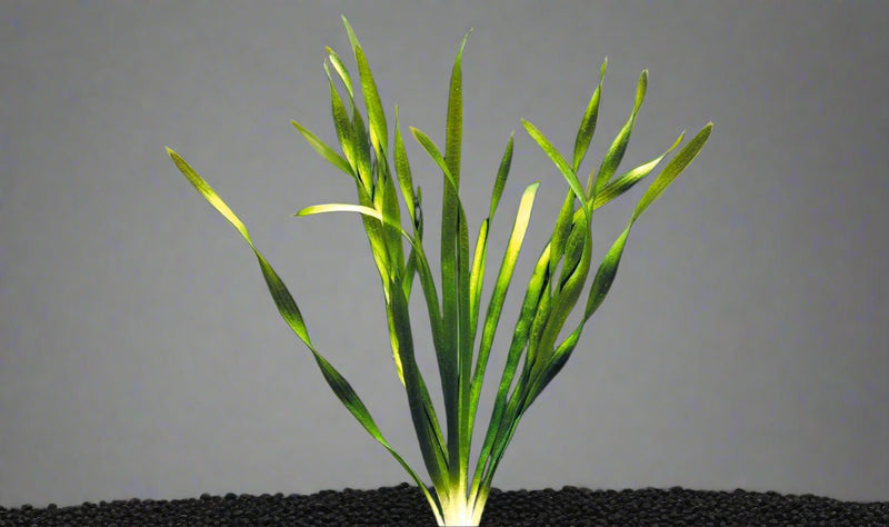 VALLISNERIA AMERICANA (JUNGLE)