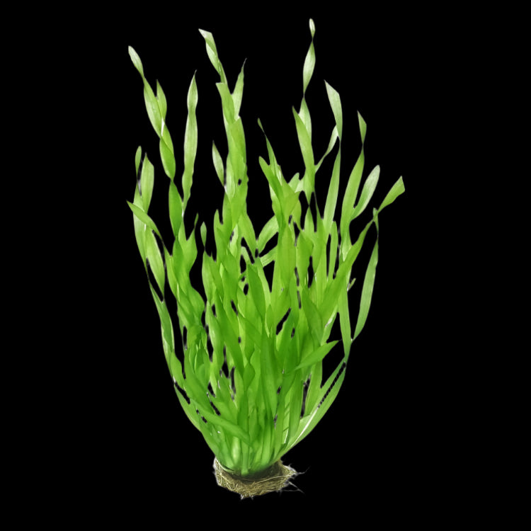 VALLISNERIA AMERICANA (JUNGLE)