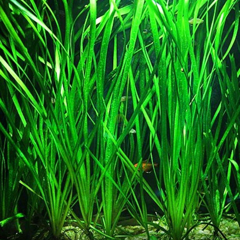 VALLISNERIA AMERICANA (JUNGLE)