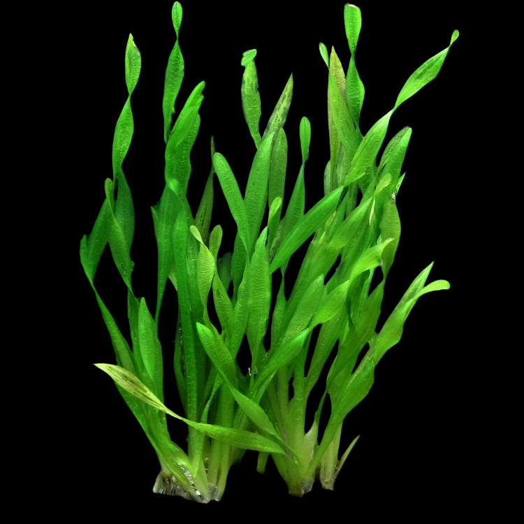 VALLISNERIA AMERICANA (JUNGLE)