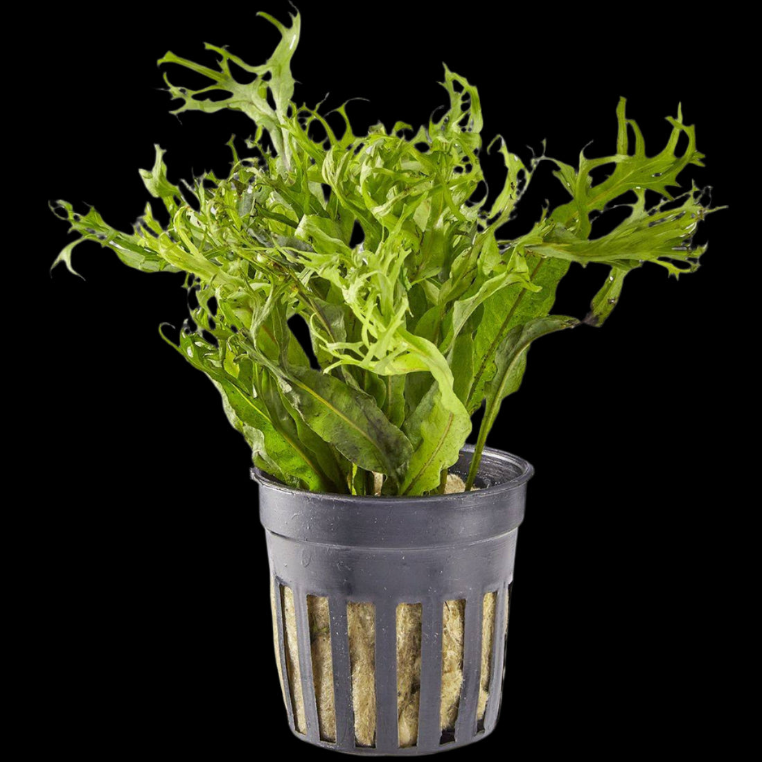 MICROSORUM WINDELOV (JAVA FERN WINDELOV LACY)