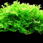 MICROSORUM WINDELOV (JAVA FERN WINDELOV LACY)