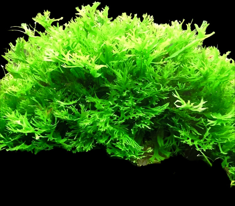 MICROSORUM WINDELOV (JAVA FERN WINDELOV LACY)
