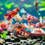 Nemo Galaxy Plakat Female Betta 