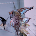 Live Freshwater Aquarium Leopard Angelfish 1.50-2.00" Body
