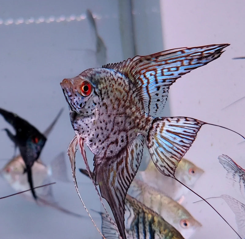 Live Freshwater Aquarium Leopard Angelfish 1.50-2.00" Body