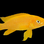 Live Leleupi African Cichlid 1.5" - 2" (Neolamprologus leleupi)