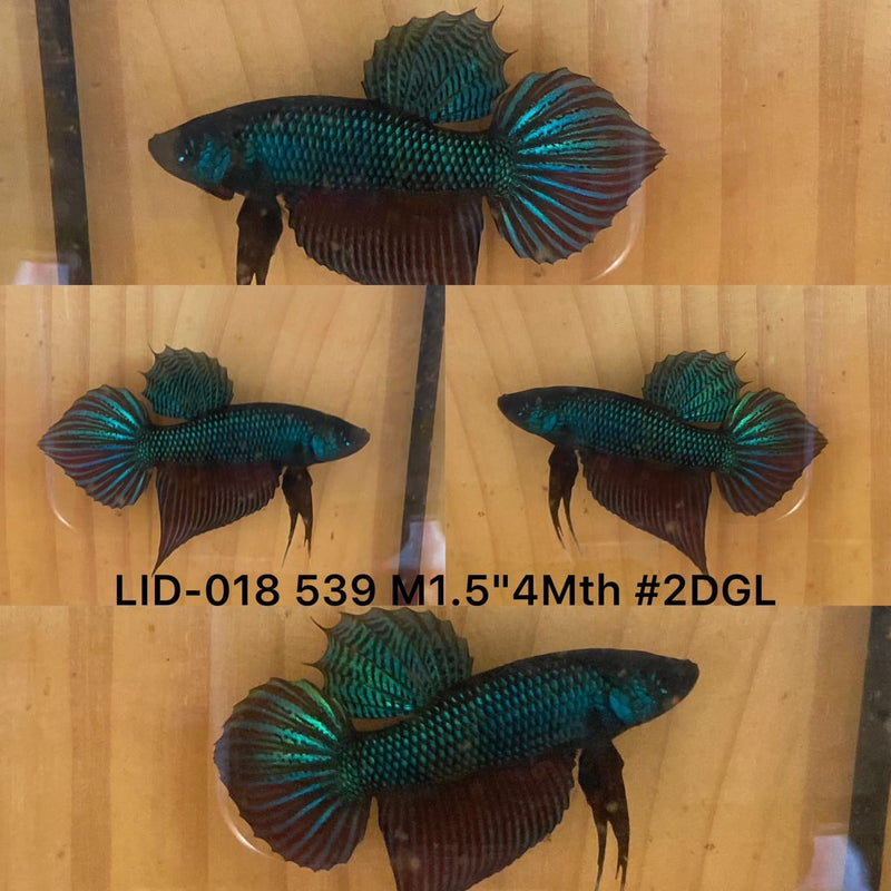 (LID-018) GREEN HYBRID BURIRAM SPADE TAIL MALE BETTA
