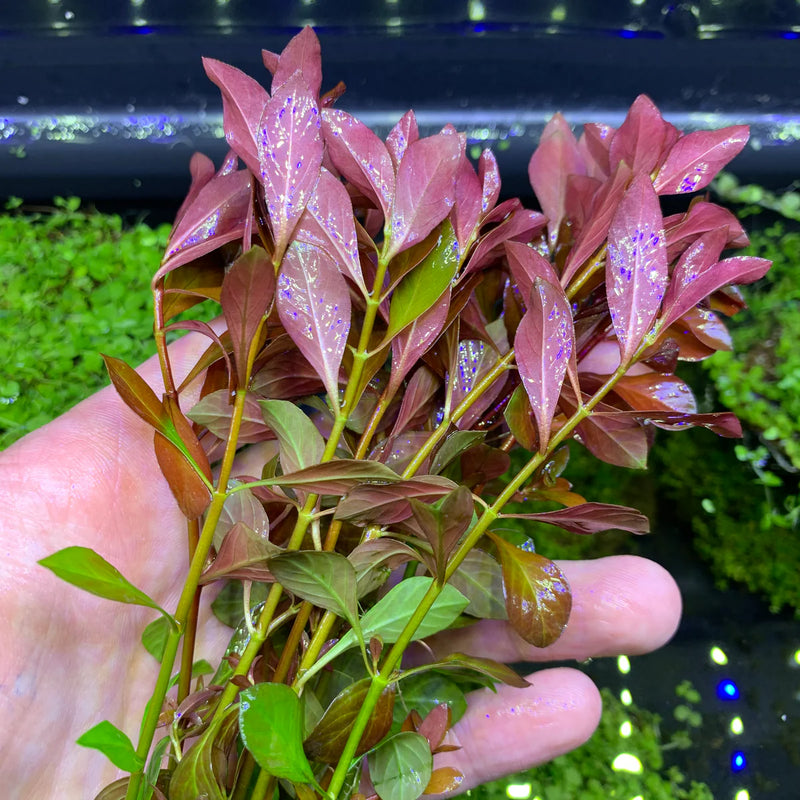 LUDWIGIA PALUSTRIS (LUDWIGIA, PALUSTRIS)
