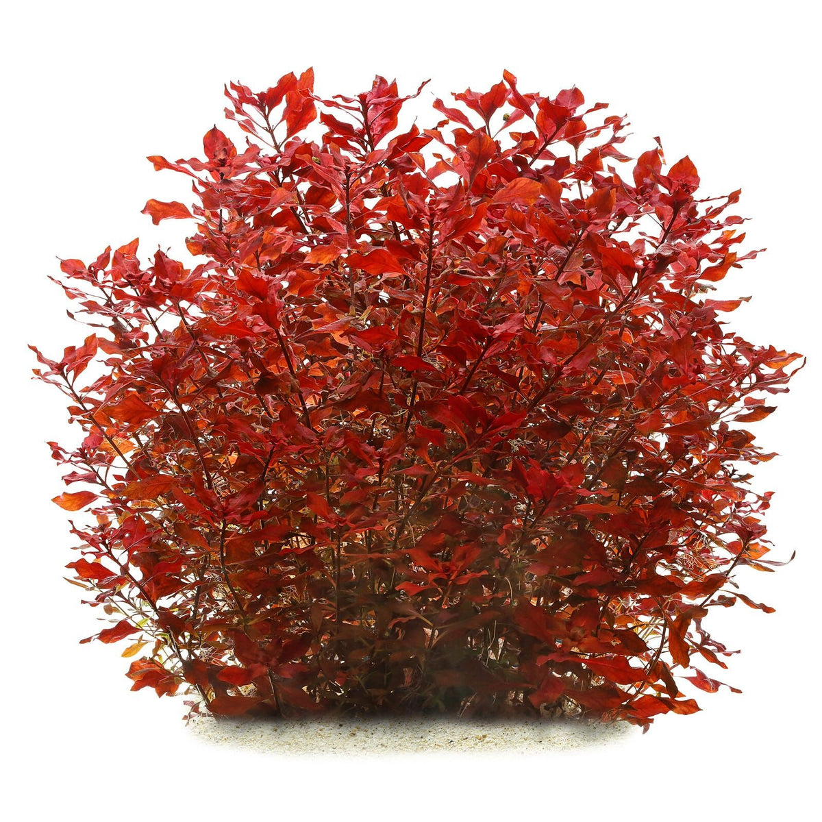 LUDWIGIA PALUSTRIS RED (SUPER RED LUDWIGIA (DARK RED))