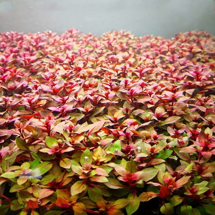 LUDWIGIA PALUSTRIS (LUDWIGIA, PALUSTRIS)