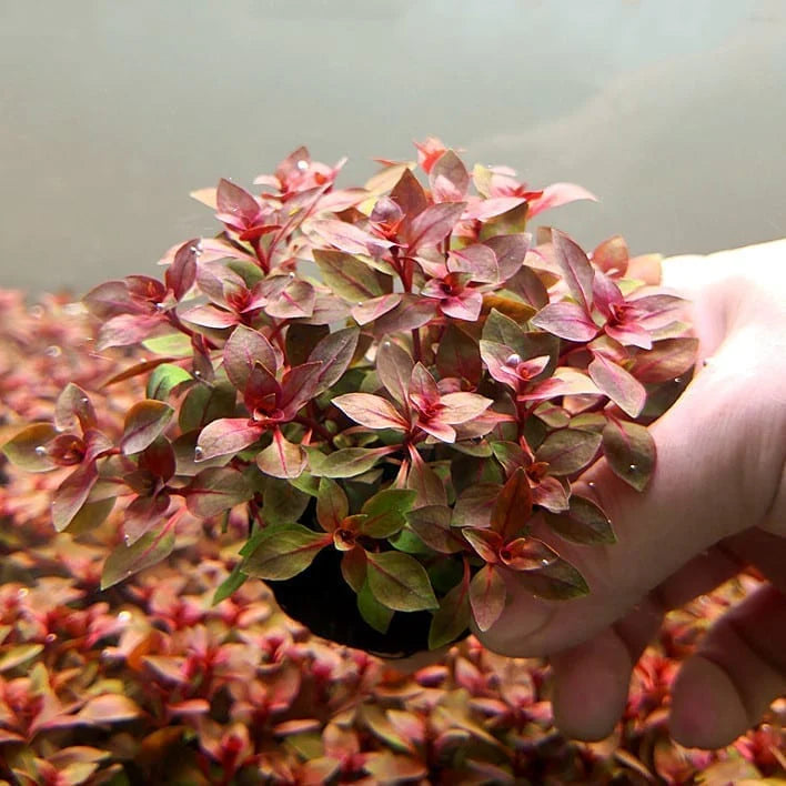 LUDWIGIA PALUSTRIS (LUDWIGIA, PALUSTRIS)