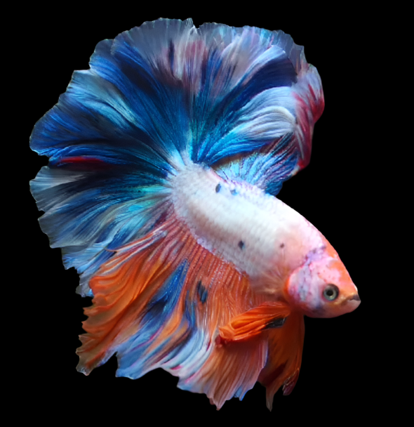 Polka Dot Candy Fancy Marble Dragon Halfmoon Rosetail Betta Male