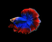 male betta muscot and flag pattern halfmoon