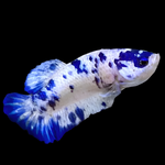 Female Live Betta Fish Cow Polkadot Plakat Our Choice (CBG-027) R7A07