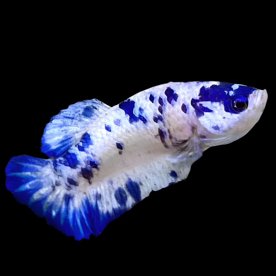 Female Live Betta Fish Cow Polkadot Plakat Our Choice (CBG-027) R7A07
