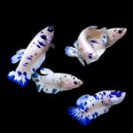 Female Live Betta Fish Cow Polkadot Plakat Our Choice (CBG-027) R7A07
