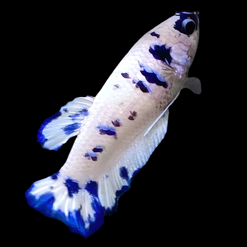 Female Live Betta Fish Cow Polkadot Plakat Our Choice (CBG-027) R7A07