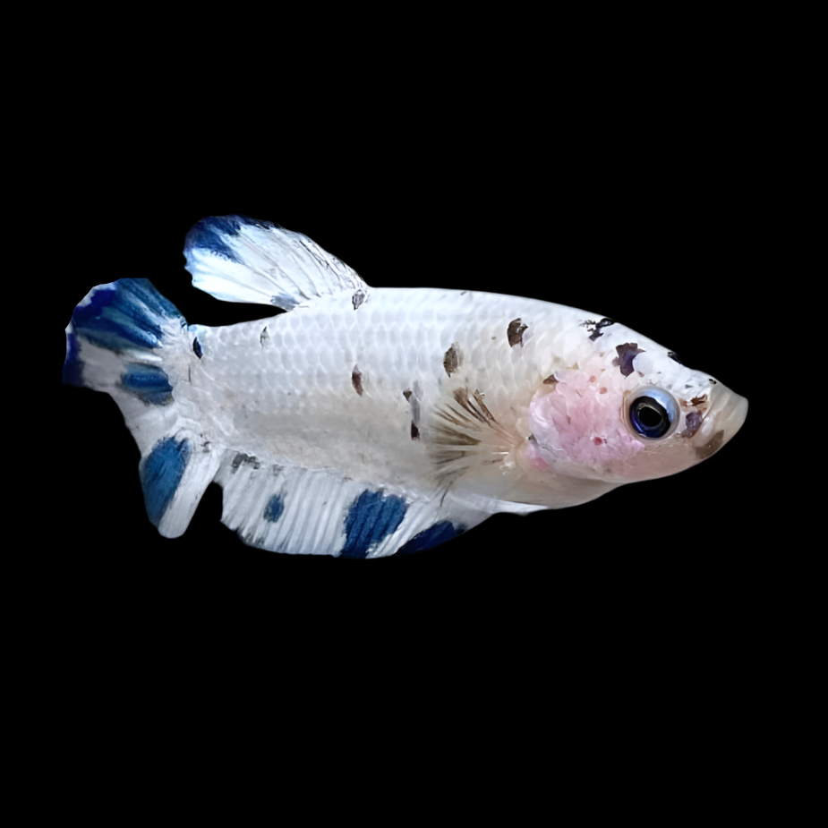Female Live Betta Fish Cow Polkadot Plakat Our Choice (CBG-027) R7A07